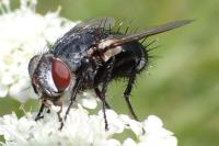 Pseudogonia parisiaca