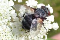 Pseudogonia parisiaca