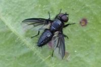Nyctia halterata