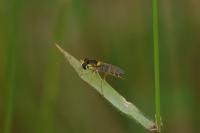 Sphaerophoria