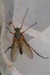Rhagio tringarius