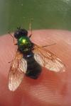 Chloromyia formosa