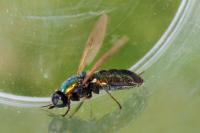 Chloromyia formosa