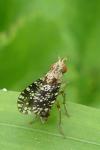Trypetoptera punctulata