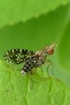 Trypetoptera punctulata