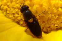 Capnoptera