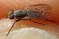 Pherbellia cinerella