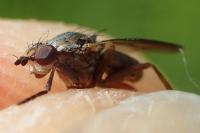 Pherbellia cinerella