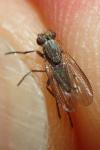 Pherbellia cinerella