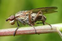 Pherbellia cinerella
