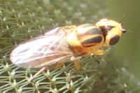 Chlorops