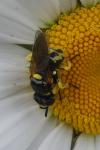Dalmannia dorsalis