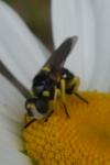 Dalmannia dorsalis