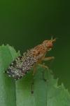 Euthycera chaerophylli