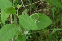 Phytomyza aprilina