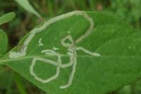 Phytomyza aprilina