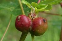 Atrichosema aceris