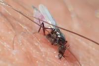 Leptoconops
