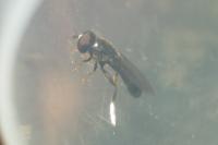 Eumerus flavitarsis