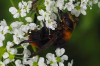 Volucella bombylans
