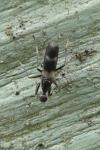 Tachydromia annulimana
