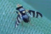 Urophora quadrifasciata