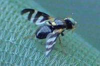 Urophora quadrifasciata