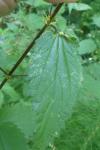 Dasineura urticae