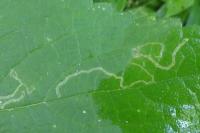 Amauromyza morionella