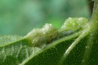 Dasineura urticae