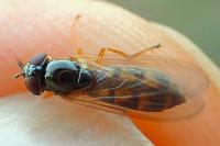 Melanostoma scalare