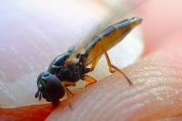 Melanostoma scalare