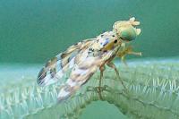 Chaetorellia jaceae