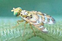 Chaetorellia jaceae