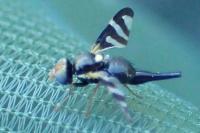Urophora quadrifasciata