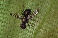 Rivellia syngenesiae
