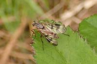 Rhagio scolopaceus