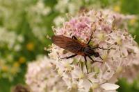 Empis tessellata