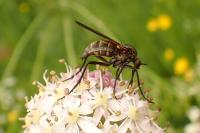 Empis tessellata