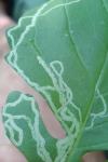 Phytomyza syngenesiae