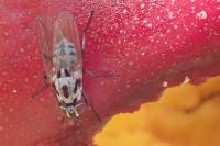 Anthomyia pluvialis
