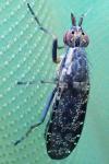 Euthycera alaris