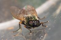 Chloromyia formosa