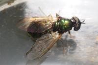 Chloromyia formosa
