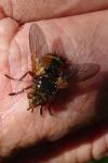 Tachina fera