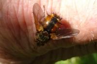 Tachina fera