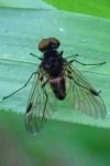 Chrysopilus cristatus