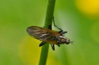 Empis tessellata