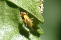 Thaumatomyia notata