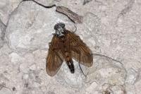 Rhagio tringarius